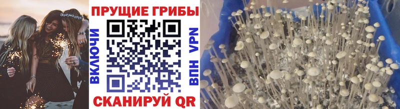 Галлюциногенные грибы Psilocybine cubensis  omg ONION  Лангепас 